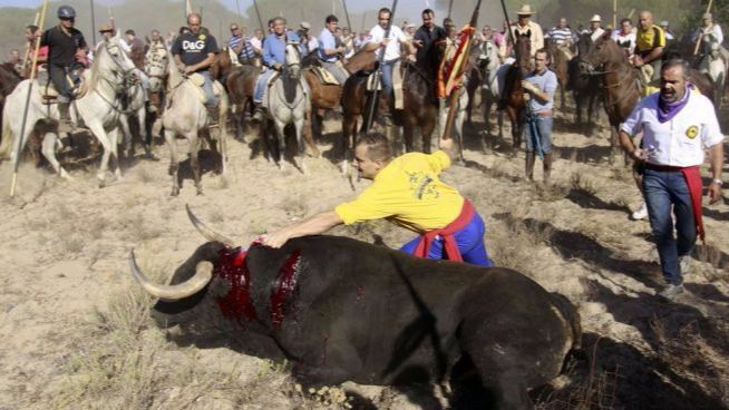 Por segundo año consecutivo, Tordesillas celebrará el Toro de la Vega sin la muerte del astado