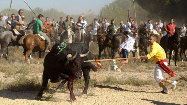 Por segundo año, Tordesillas celebrará el Toro de la Vega sin la muerte del astado