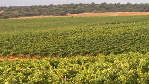 Castilla-La Mancha se vuelca con la promoción del turismo enológico