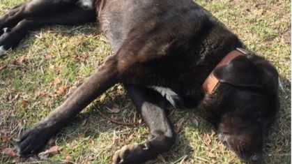 La divertida y viral historia de Tizón, el perro 'actor'
