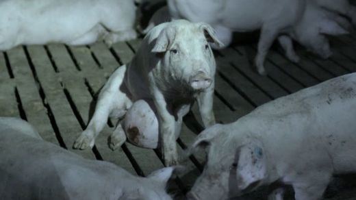 El horror real en las granjas de cerdos, destapado por 'Salvados': canibalismo, malformaciones...