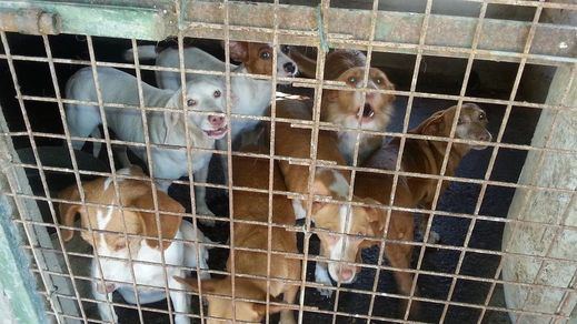 Condenan a un año y seis meses de cárcel a un cazador que maltrató a 55 perros