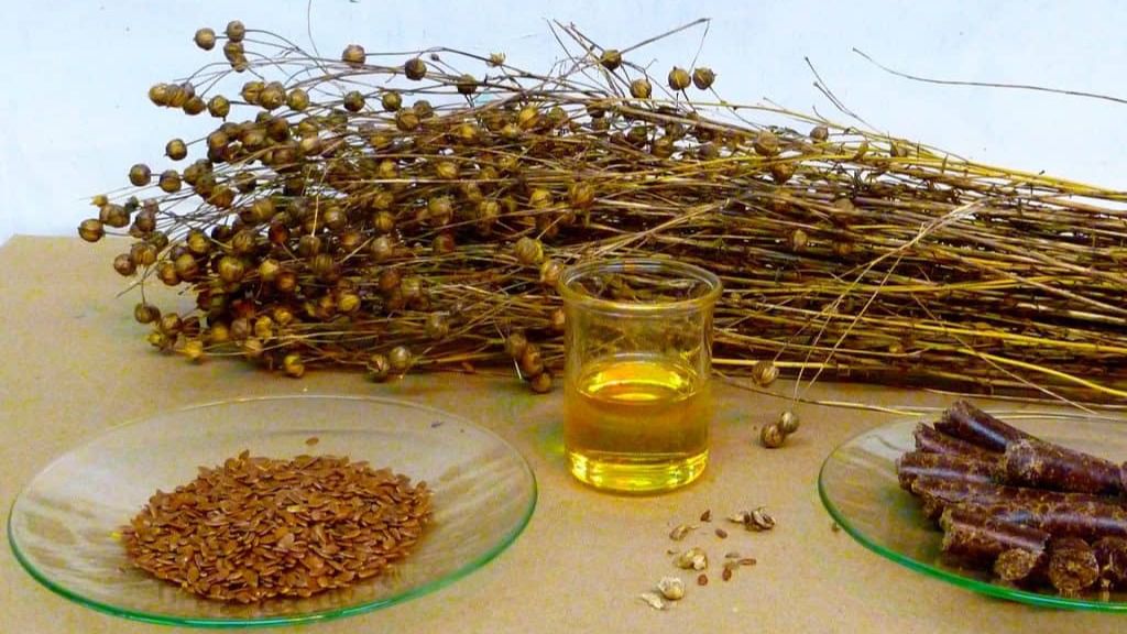 Importante avance para la extracción de vegetales de aceites ricos en omega 3