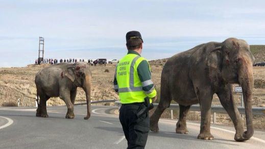 Elefantes accidentados en la carretera