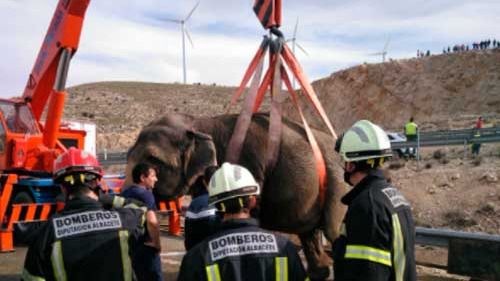 Podemos lleva el accidente de los elefantes al Congreso para pedir el fin de los circos con animales