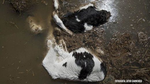 Vacas ahogadas durante la crecida del Ebro