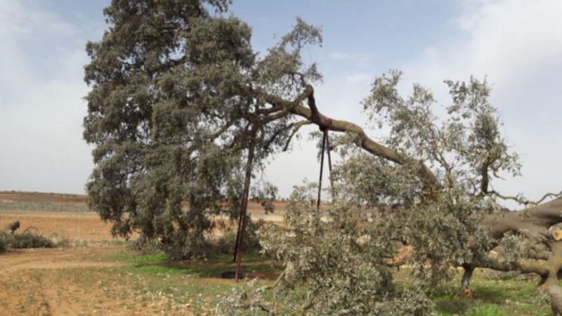 La ‘Carrasca Ruli’ se convertirá en árbol singular, el primero en la región desde 2011