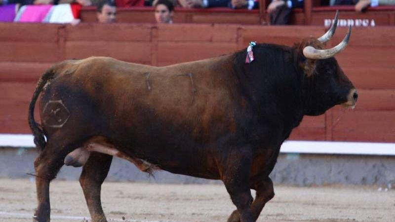 San Isidro: gran petardo presidencial: devuelve un toro sin un capotazo