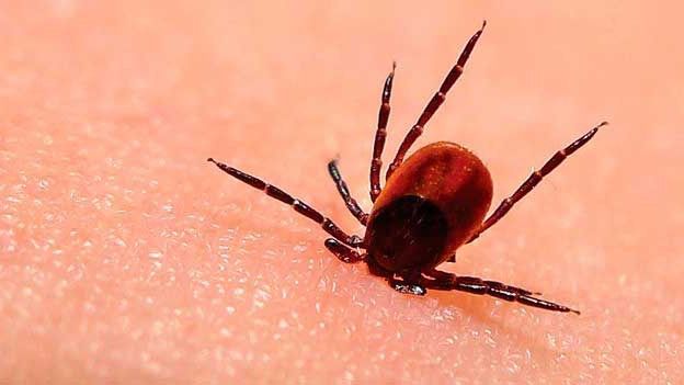 Enfermedad de Lyme: cuidado con las picaduras de garrapatas y otros insectos