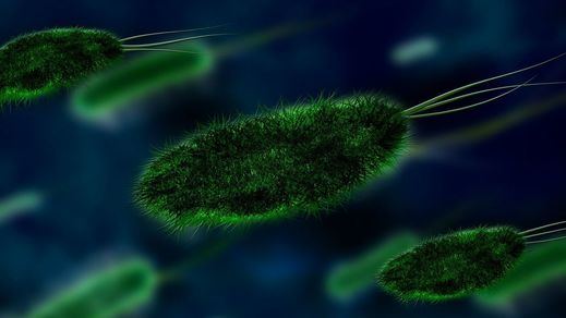 Microbiólogos alertan: 'Las muertes por bacterias multirresistentes podrían superar al cáncer en 2050'