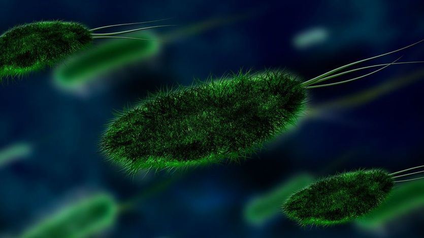 Microbiólogos alertan: 'Las muertes por bacterias multirresistentes podrían superar al cáncer en 2050'