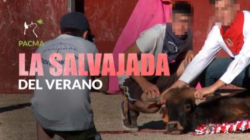 PACMA denuncia las "brutales becerradas" en El Espinar (Segovia)