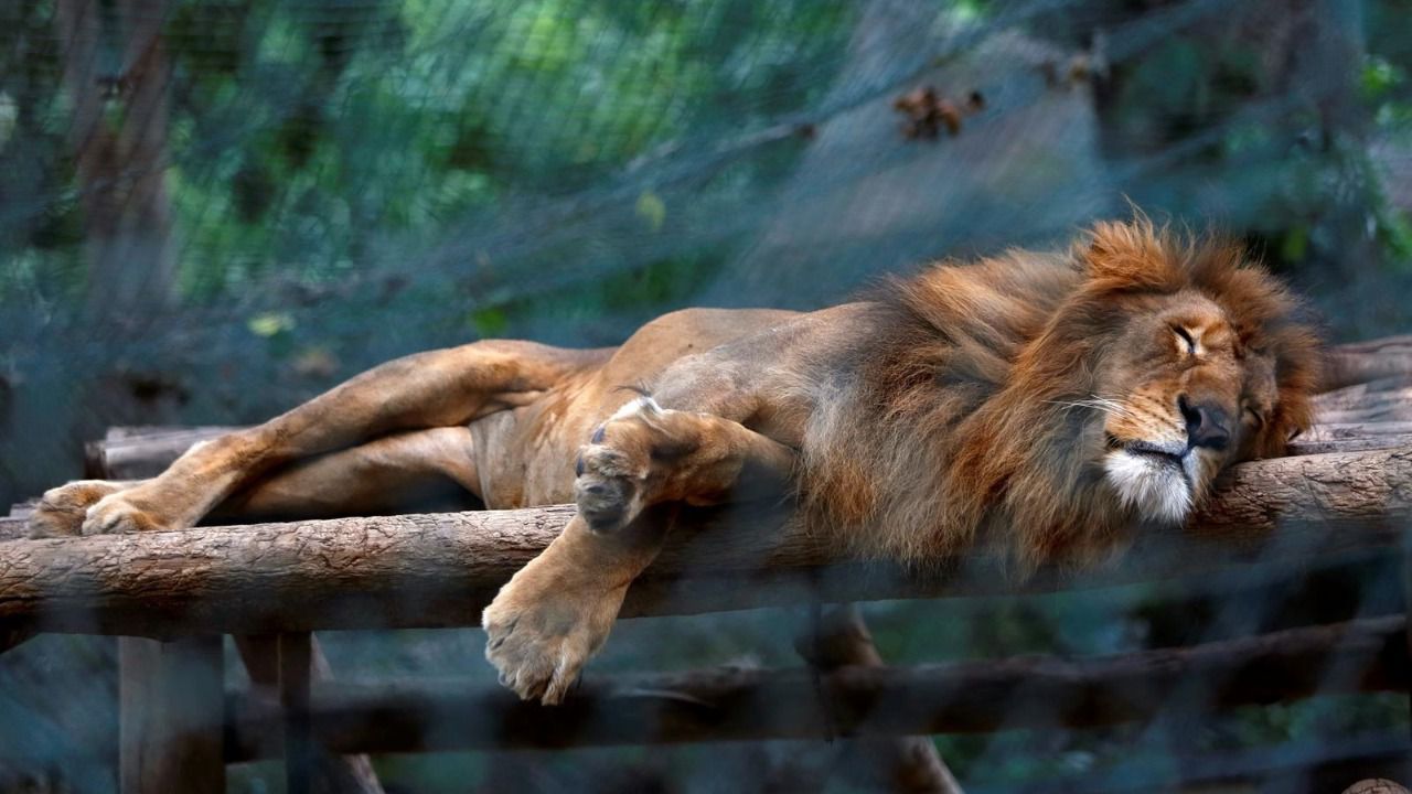 Horóscopo Leo 2019: tu predicción anual en amor, trabajo, suerte y salud