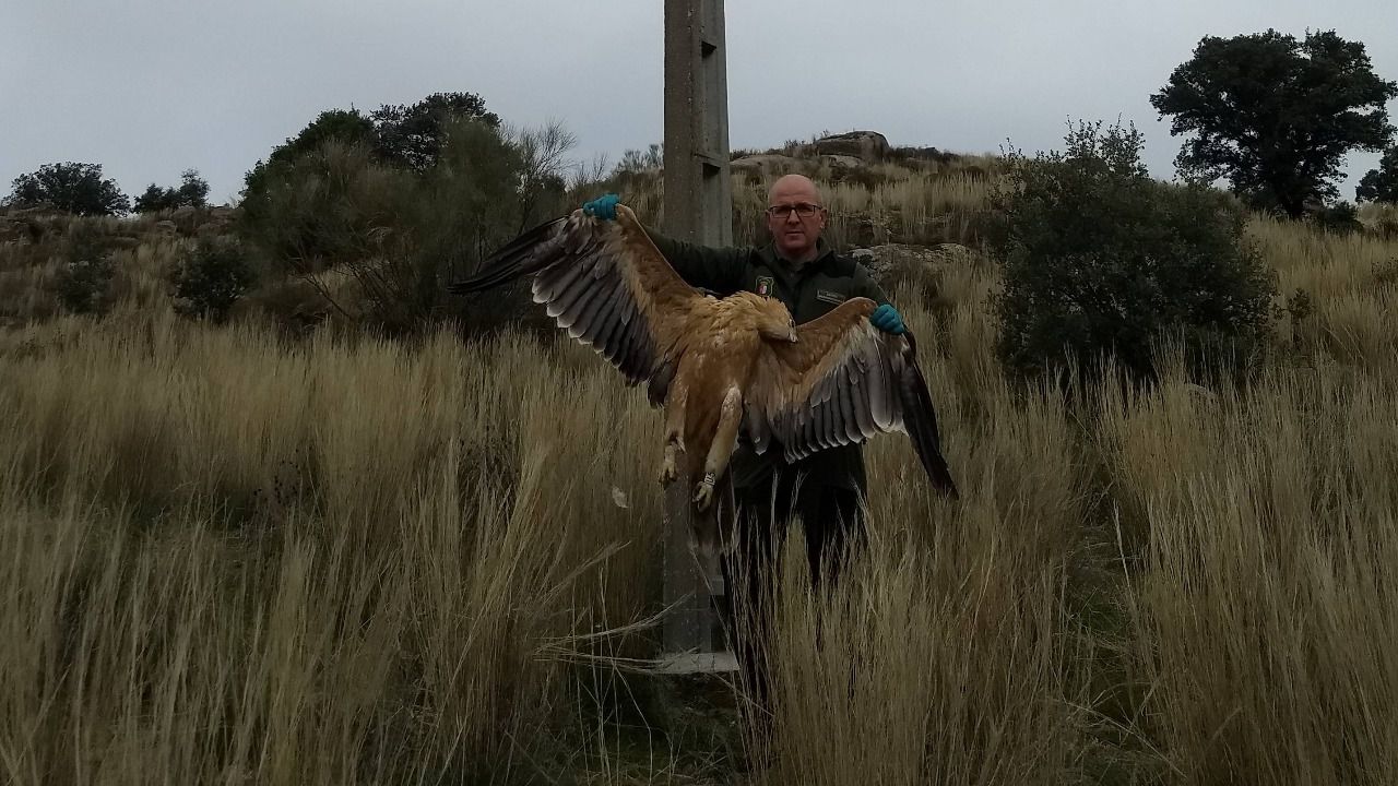 3 águilas imperiales muertas en la provincia de Toledo por los tendidos eléctricos