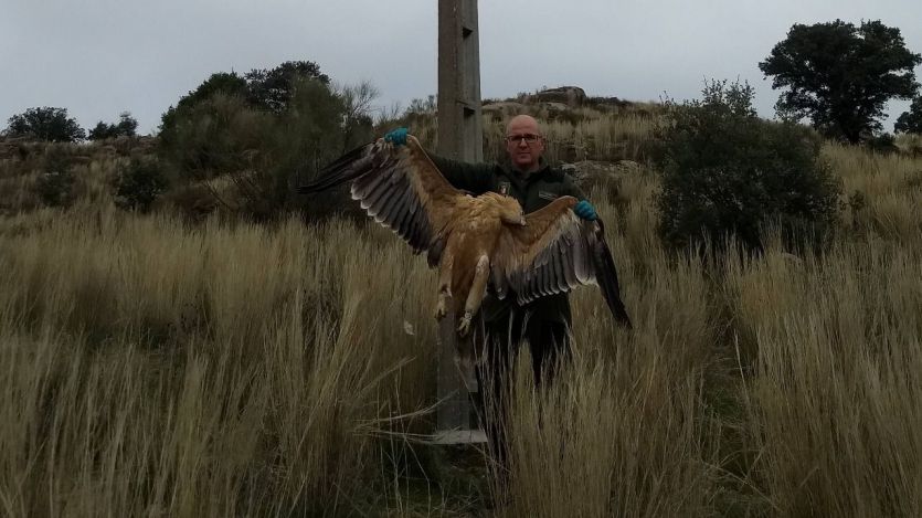 3 águilas imperiales muertas en la provincia de Toledo por los tendidos eléctricos