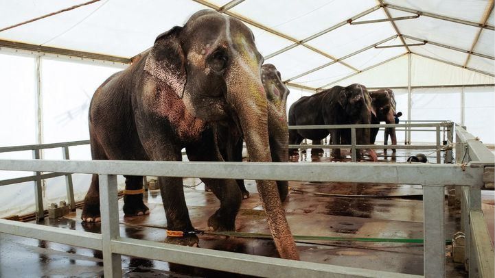 Madrid prohíbe los circos con animales