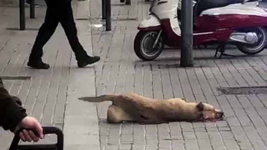 El Pacma denuncia al Ayuntamiento de Barcelona y al policía local que mató a la perrita Sota