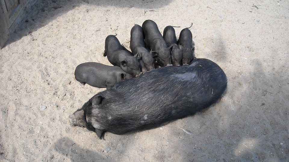 El cerdo vietnamita y la pitón real, entre las especies declaradas invasoras