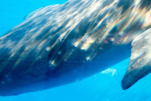 Lío en el Zoo de Madrid, denunciado por un supuesto maltrato a sus delfines