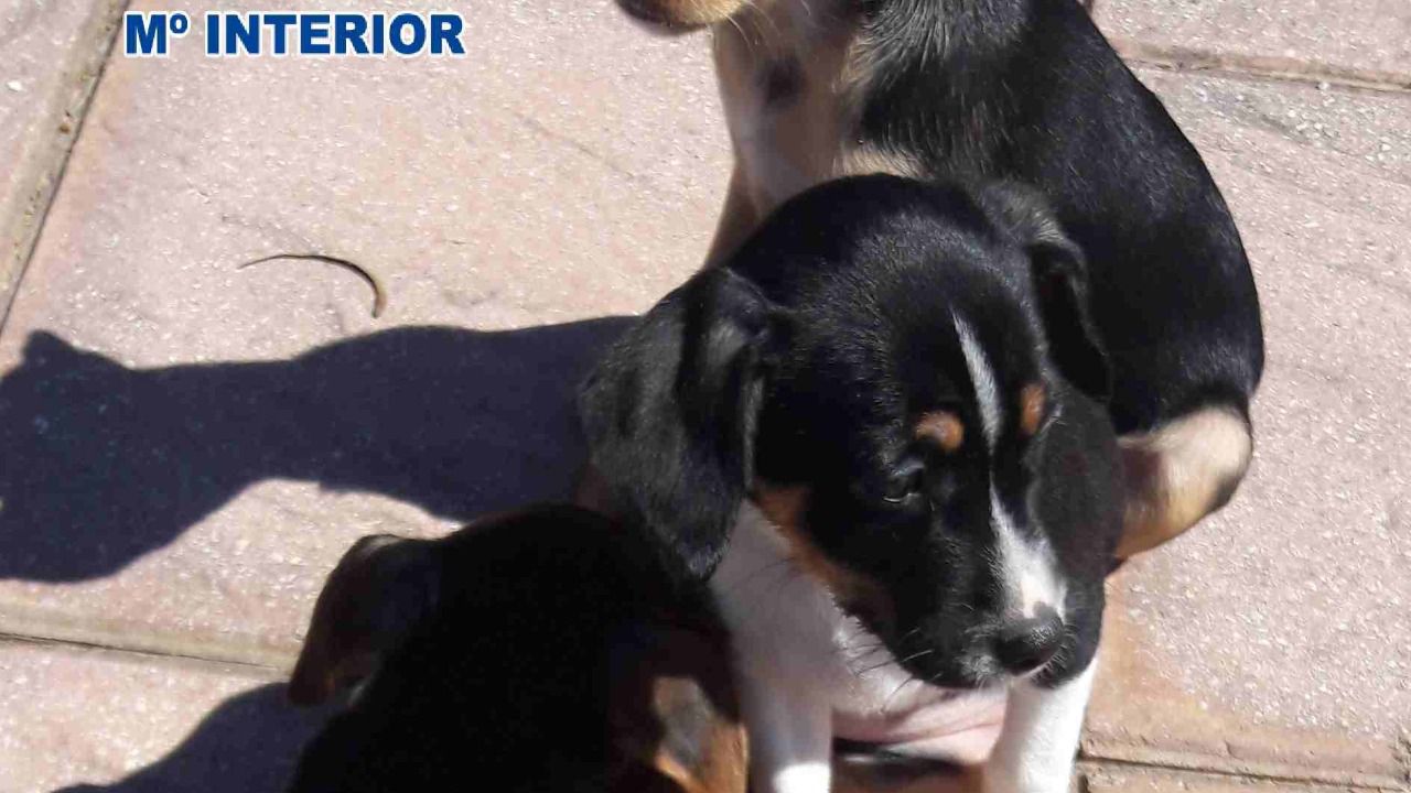 Condenada a 6 meses por dejar morir a su perro en la terraza, sin alimento ni agua