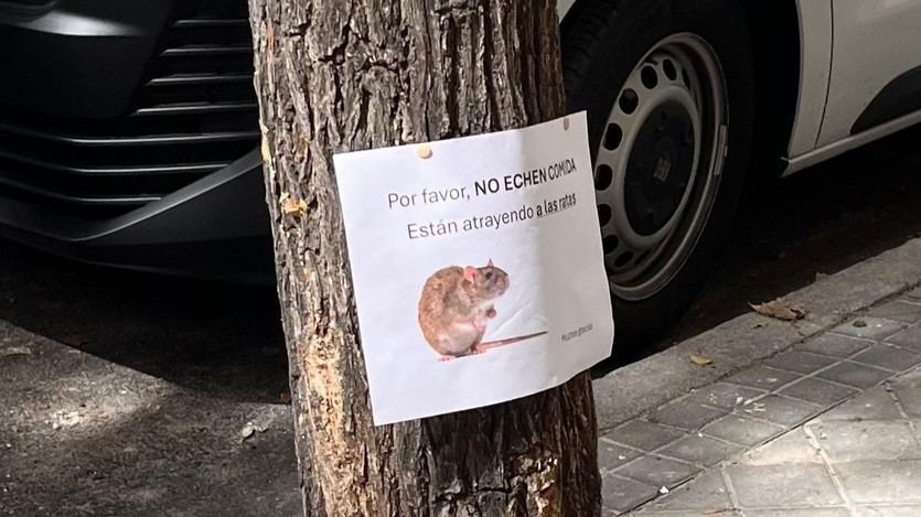 Ratas en el barrio de Argüelles