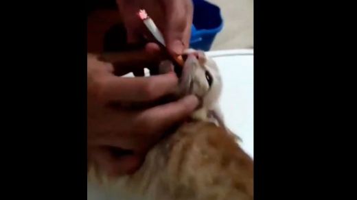 Maltrato animal: jóvenes se graban obligando a fumar a un gato
