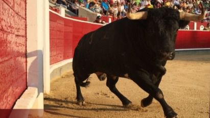 El 'toro de Albacete', protagonista de una feria con figuras, toreros emergentes y locales pero este año sin la habitual corrida dura