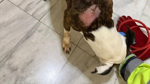 El perro en situación crítica