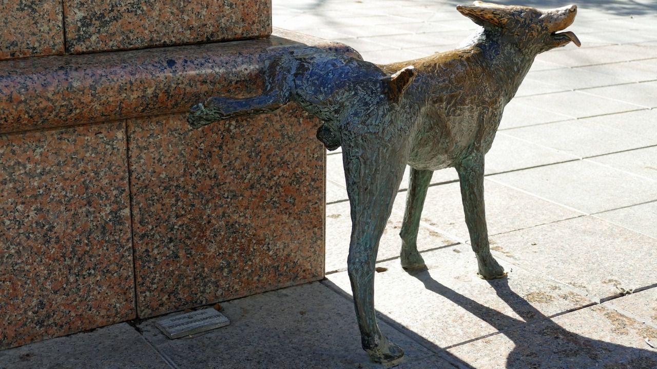 Valencia obligará a los dueños de los perros a lavar los orines de sus mascotas