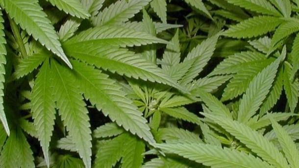 Legalización del cannabis; ¿puede hacer reducir su consumo?