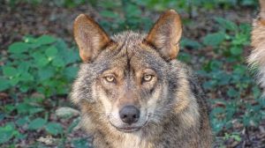 Condenados 2 cazadores por matar un lobo ibérico en una cacería