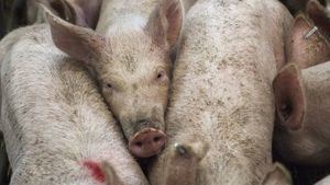 Desde China llega una alerta de otra gran pandemia por un virus de la gripe porcina