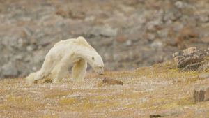 El oso polar podría extinguirse en 2100