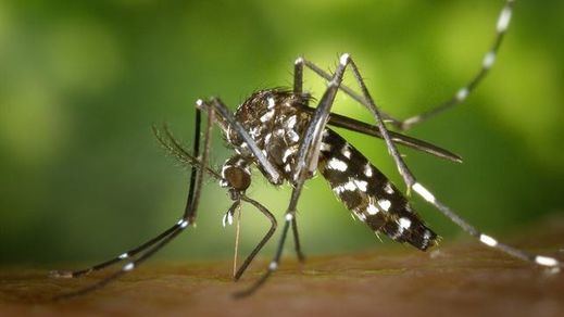 Se expande por España un mosquito que puede transmitir el dengue y el virus del Nilo Occidental