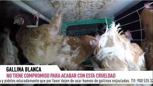Las imágenes que muestran "cómo malviven las gallinas enjauladas"
