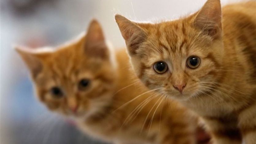 El 5% de los gatos en España tendría el llamado sida felino, el VIF