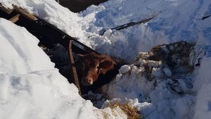 Los estragos del temporal en el campo: animales sin comer, naves derrumbadas, invernaderos hundidos...