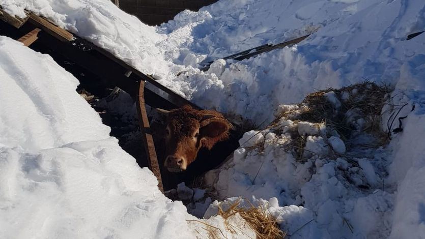 Un ternero atrapado en la nieve tras la borrasca