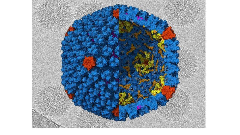 Un equipo del CSIC descifra la estructura del adenovirus causante de muchas infecciones gastrointestinales