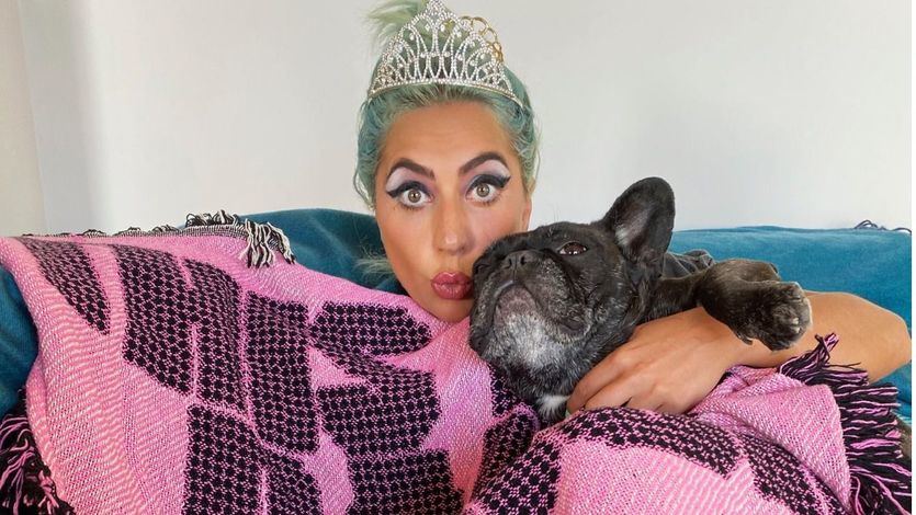 Disparan al paseador de perros de Lady Gaga para robarle los bulldogs