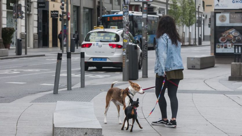 El cuestionado estudio que asegura que perros y gatos sí pueden infectarse por el coronavirus y que les provoca miocarditis