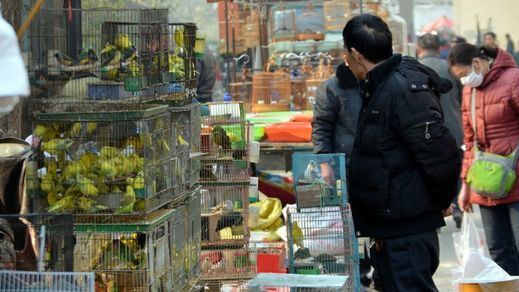 La OMS pide prohibir a nivel mundial vender animales salvajes vivos en los mercados de alimentos
