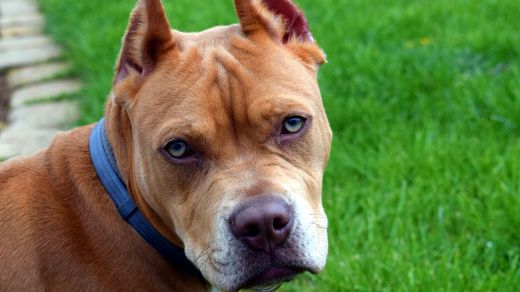 Las razas de perro pitbull, rottweiler, dogo argentino... dejarán de ser consideradas peligrosas