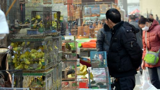 Se encienden de nuevo las alertas sanitarias: detectan en China el primer caso de gripe aviar H10N3 en humanos