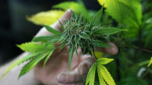 El Congreso estudiará la regulación del cannabis para uso medicinal