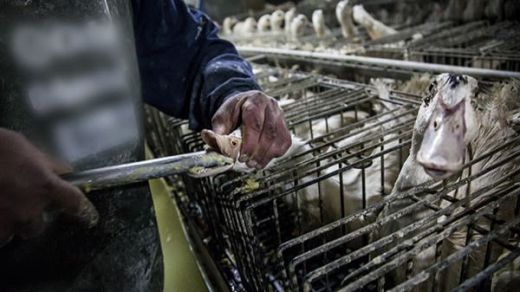 ¿Adiós al foie gras?: el Europarlamento prohibirá la alimentación forzada de los patos por maltrato animal