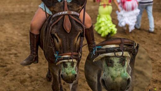 Las propuestas de Pacma para modificar el Código Penal en materia de maltrato animal