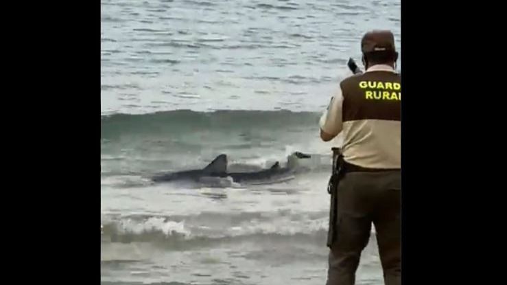 Un tiburón desorientado obliga a cerrar una playa de Benidorm