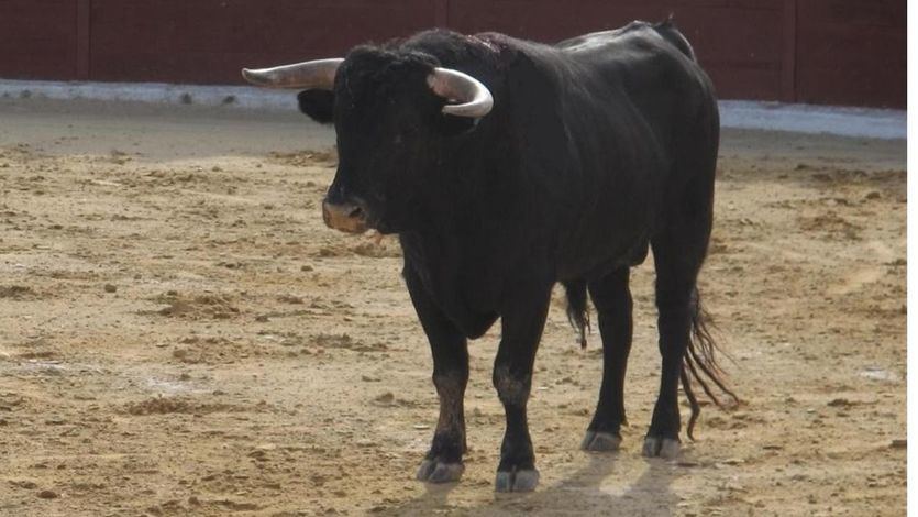 El Ayuntamiento de Gijón no volverá a celebrar la feria taurina tras la última polémica
