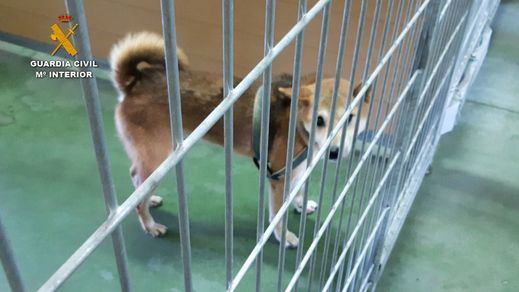 Detenidas 2 personas por la muerte y maltrato de perros en la residencia canina de Madrid